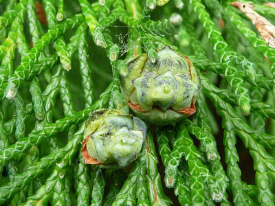 CUPRESSOCYPARIS LEYLANDII